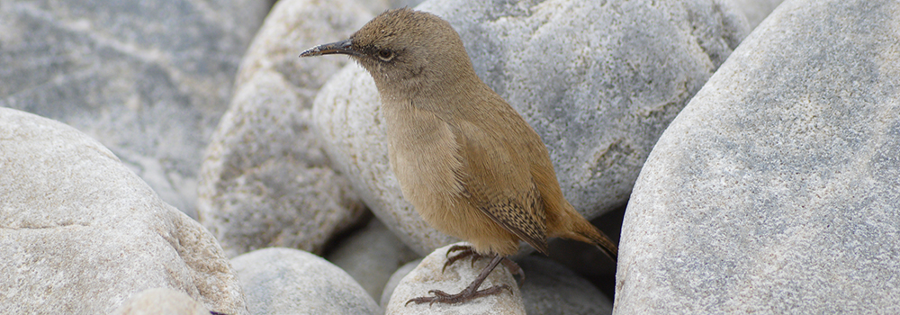 LIVELY ISLAND, Cobbs Wren